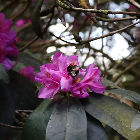 Wellness Tuin - Boudoir - Ultieme Partner Beleving - Indoor Jacuzzi En Openhaard En Prive Sauna - In Romantische Stijl - Gratis Fles Prosecco & Leuke Partner Connect Box ! بيت خشبي هورست