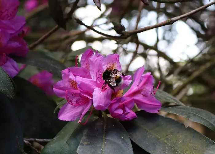 Wellness Tuin - Boudoir - Ultieme Partner Beleving - Indoor Jacuzzi En Openhaard En Prive Sauna - In Romantische Stijl - Gratis Fles Prosecco & Leuke Partner Connect Box ! Domek letniskowy Horst